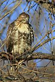 Red-tailed Hawkborder=